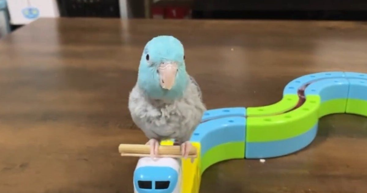 おもちゃの新幹線を器用に乗りこなすインコ⇒「楽しんでる」「めまいしないのすごい」と反響