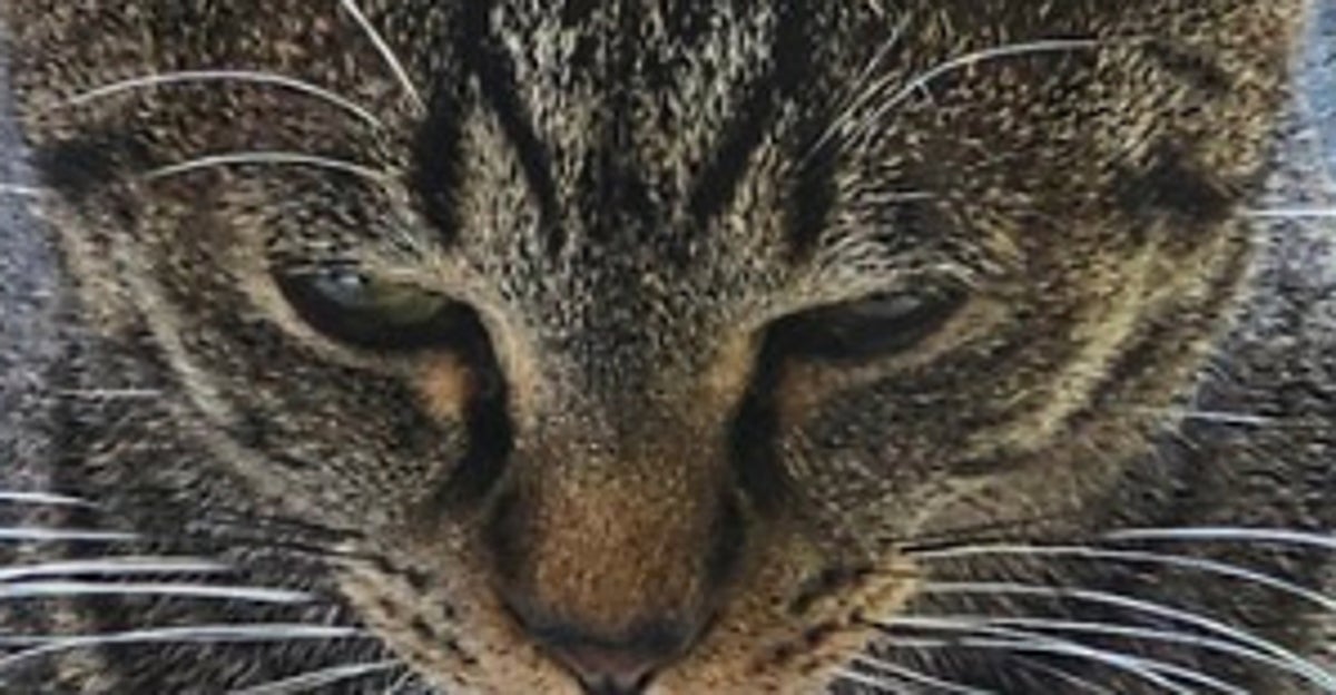 まるでスフィンクス…!愛猫のちょっと変わった香箱座りに「トランスフォーマー?」「感謝祭のチキン」の声