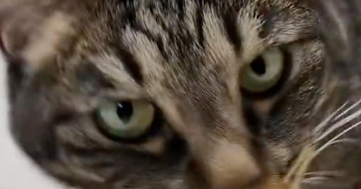 納豆が大好きなのに、なかなか食べられない猫⇒苦戦する姿に「諦めない、その執念が最高」