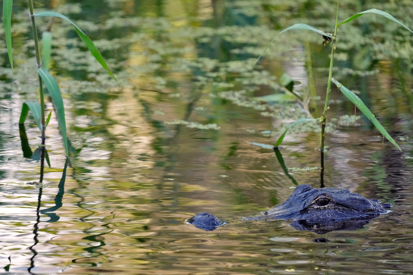 FILE - An alligator peers from the water's surface at the Circle B Bar Reserve, Tuesday, Oct. 21, 2025, in Polk County, Fla. (AP Photo/Chris O'Meara, File)