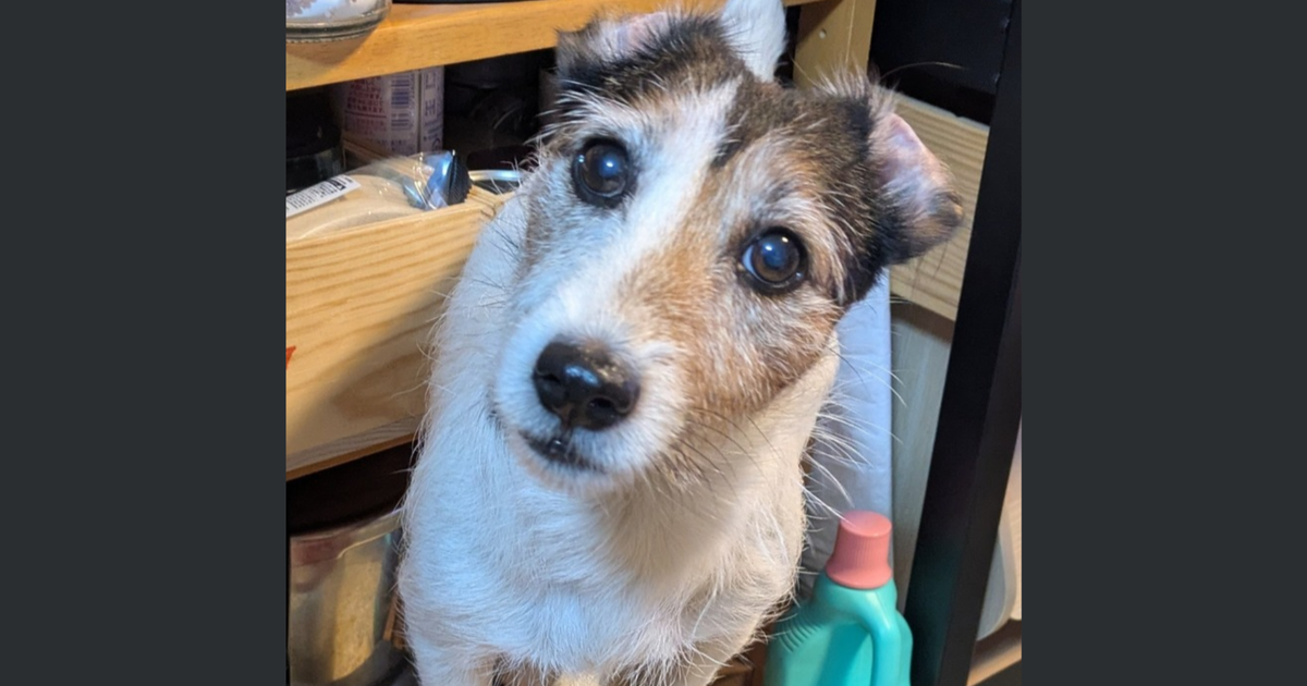 米びつで“玉乗り”する愛犬、取り上げられたら...⇒自力調達したアイテムに「代用品www」「芸達者」の声