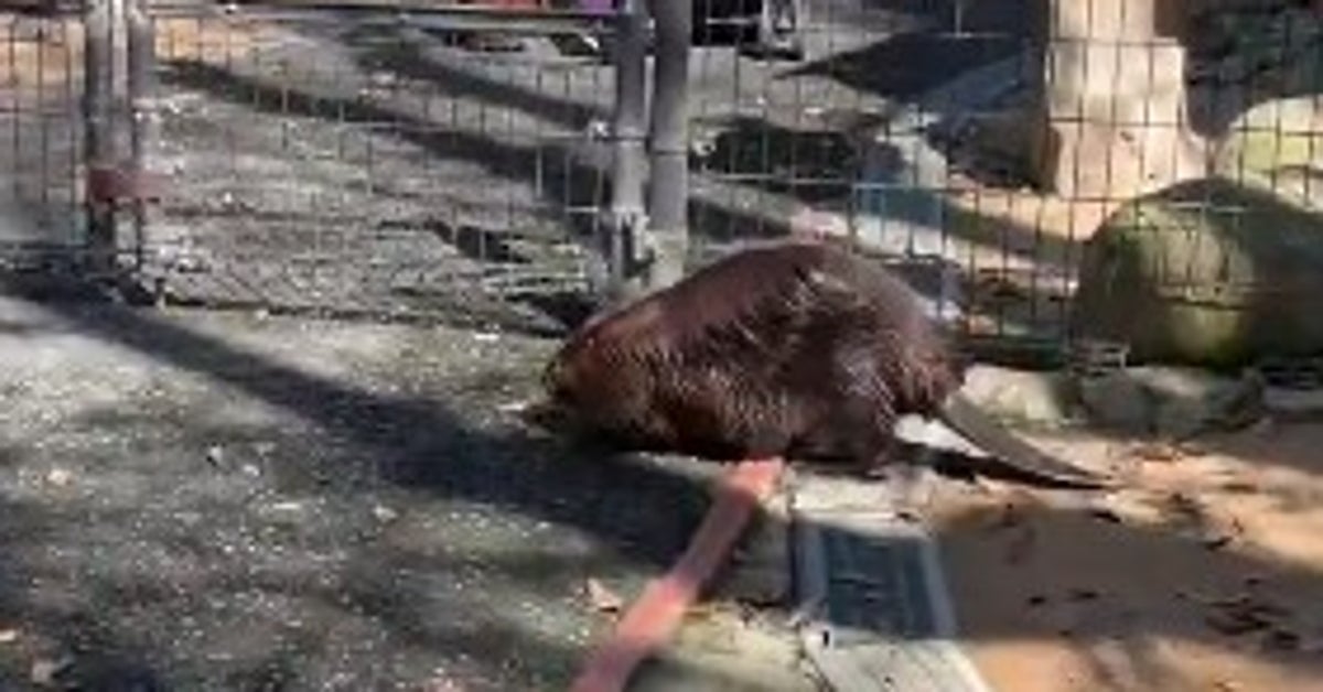 兵庫・姫路セントラルパークのビーバー“ちょっとコンビニへ”⇨実は華麗なる脱走劇…「普通にドア開けてるw」と爆笑