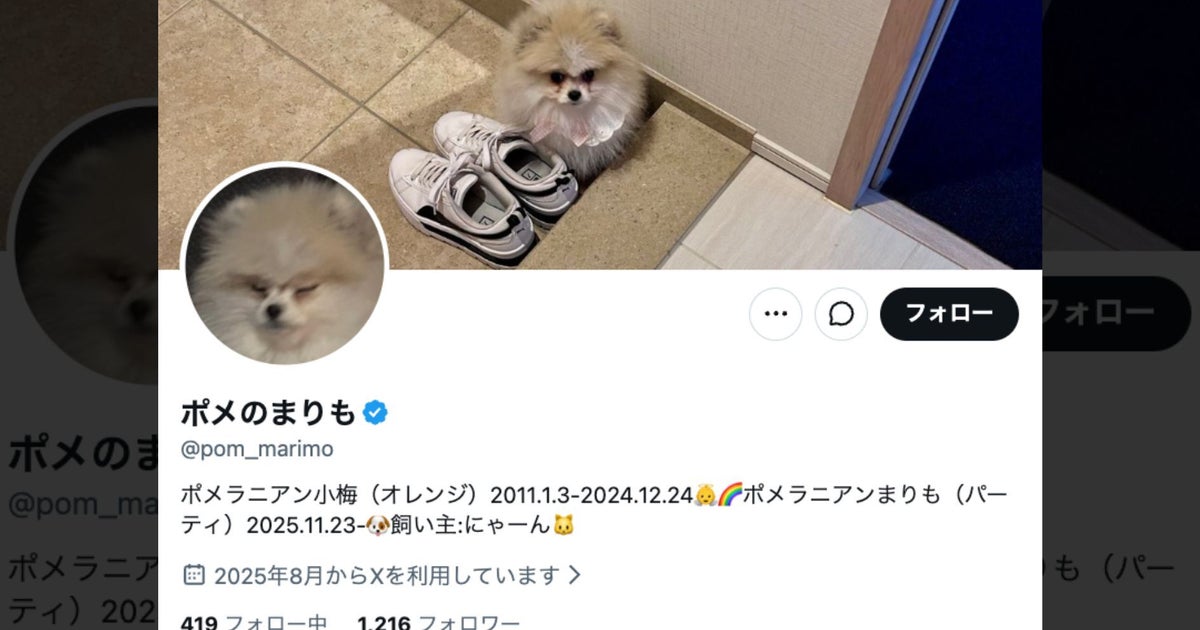 落ち葉を見つけたポメラニアン、“表情”が一変⇒大興奮の4連写に「落ち葉モンスター」「楽しそうすぎる」と反響