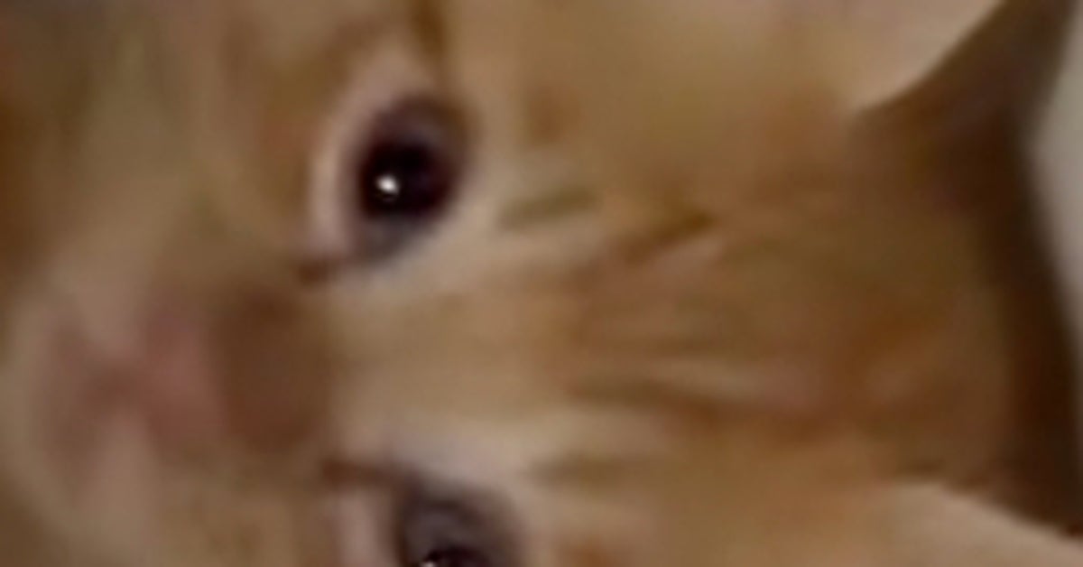 ミルクを飲み終えた保護子猫、キャリーを開けると…⇒あまりのくつろぎ方に「人間みたいな寝方」「安心してる顔」