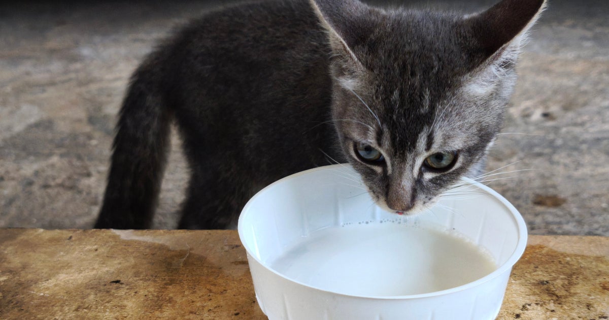 ミルクを飲むたびに子猫のおなかが… 飼い主がSNSで相談⇒コメント欄が“子猫のぽんぽこりん祭り”に