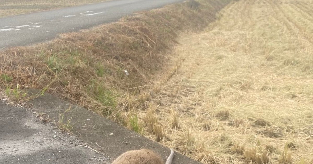 田んぼ道に“謎の生き物”が横たわる衝撃写真⇨「野生のカピバラ？」「アメリカンビーバー？」と推測が盛り上がる