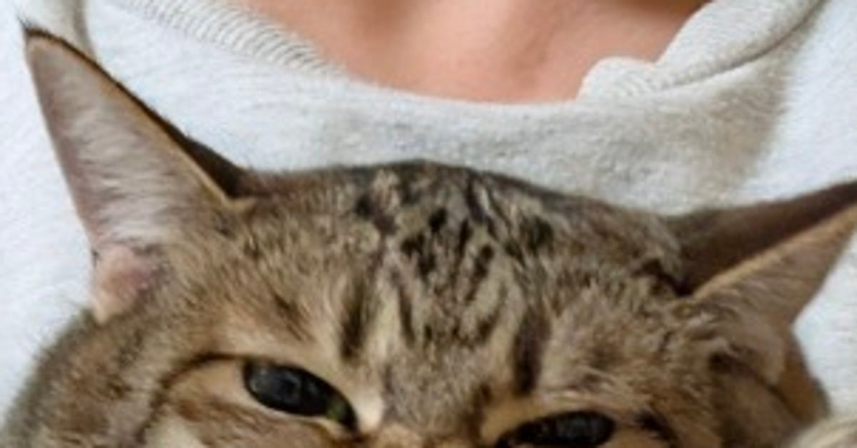 抱き上げた時の愛猫の“抵抗っぷり”が「失われた野生が戻ってくる一瞬」「凄い顔w」と話題