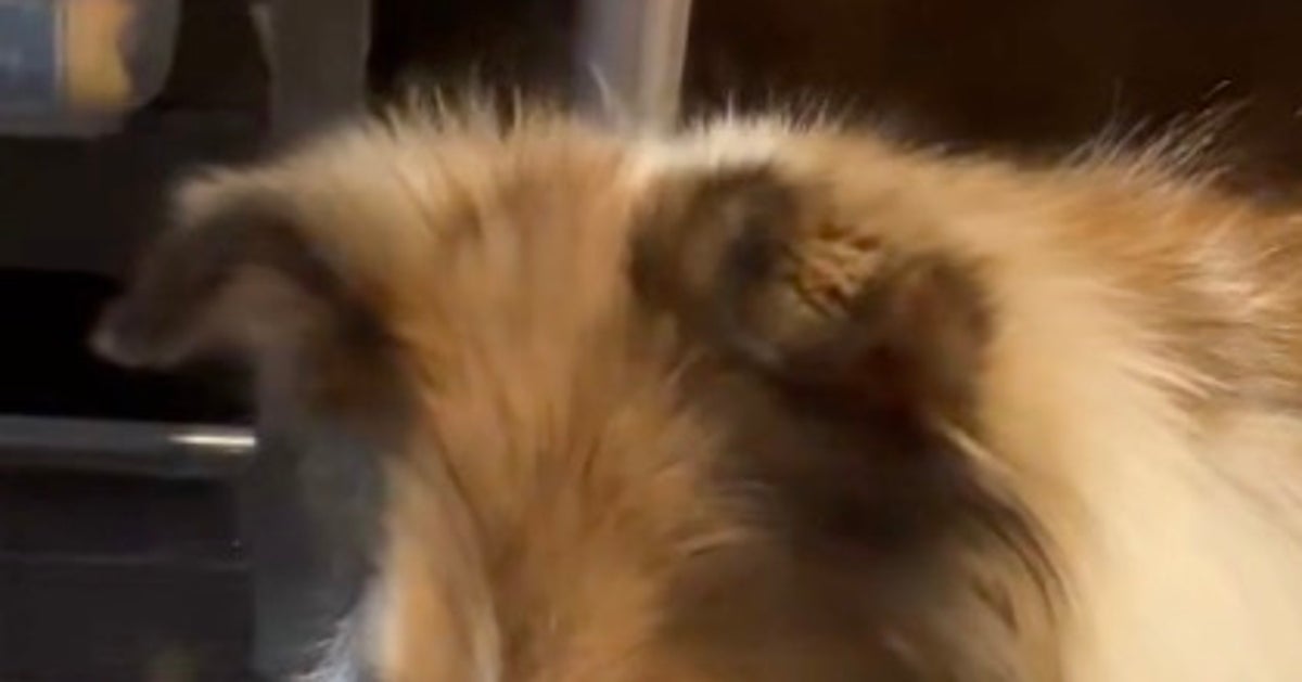 ウトウト…寝落ちしそうな犬。人間みたいな動きに「赤ちゃんのよう」「こりゃたまらん」と悶絶の声