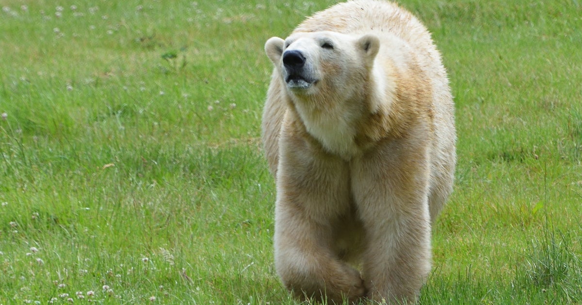 消防ホースで手作りしたハンモック、ホッキョクグマの寝室に置くとこうなる⇒2頭の対照的な反応に「性格が表れてる」「楽しそう」