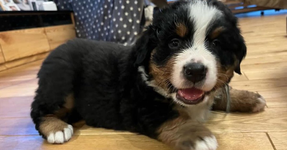 2歳になった愛犬「こんなに脚長になるとは...！」0歳からの“ビフォーアフター”に驚きの声