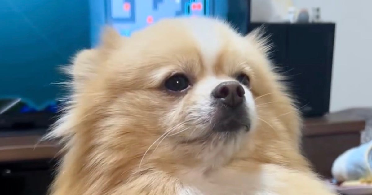 犬として育てたはずなのに…⇒愛犬の“ポケモンすぎる”姿に「草むらから飛び出してきそう」「ポケモン感強い」