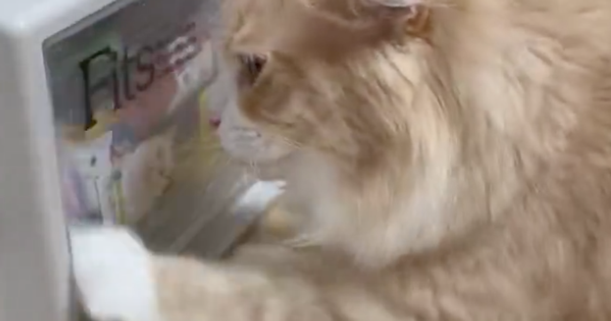 宝の山への“執着がやばい”猫、必死さが可愛すぎる!30秒のチャレンジの末...