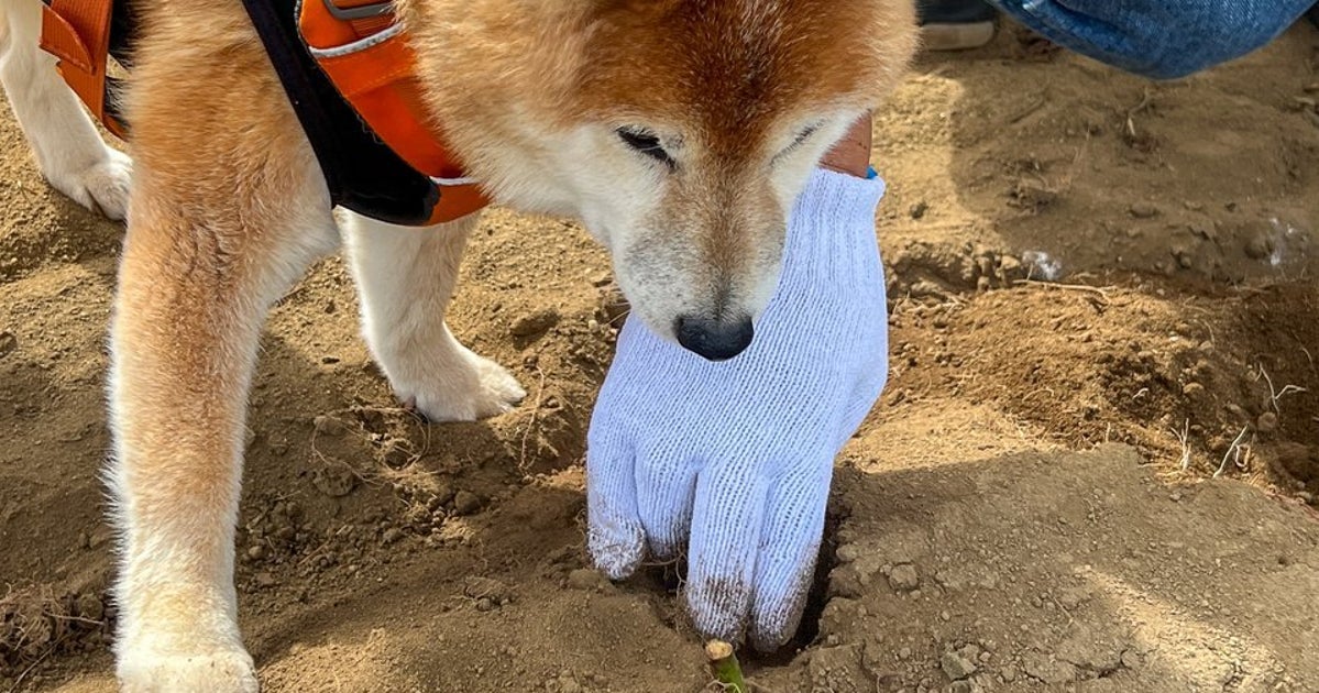 犬たちの芋掘りイベントが大盛況！⇨飼い主が汗だくで掘る一方「まあ想定内」柴犬が見せた姿に注目