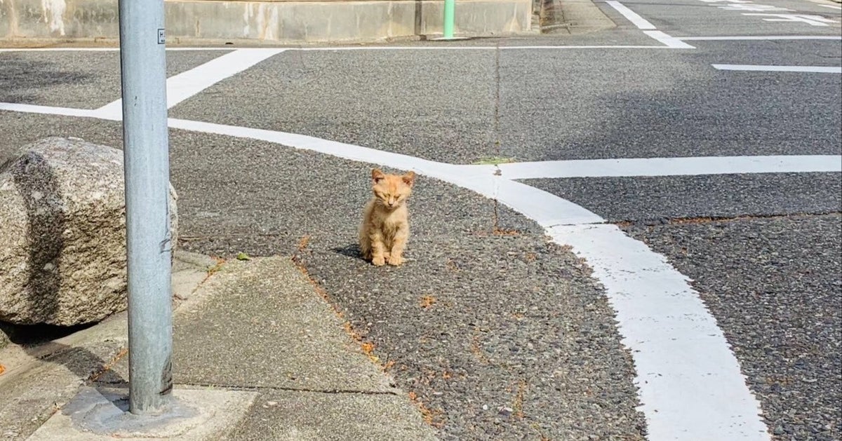 命の危機に瀕していた子猫が激変！⇨“保護から8年”ショットに「間違いなく愛」「幸せな証拠」と反響