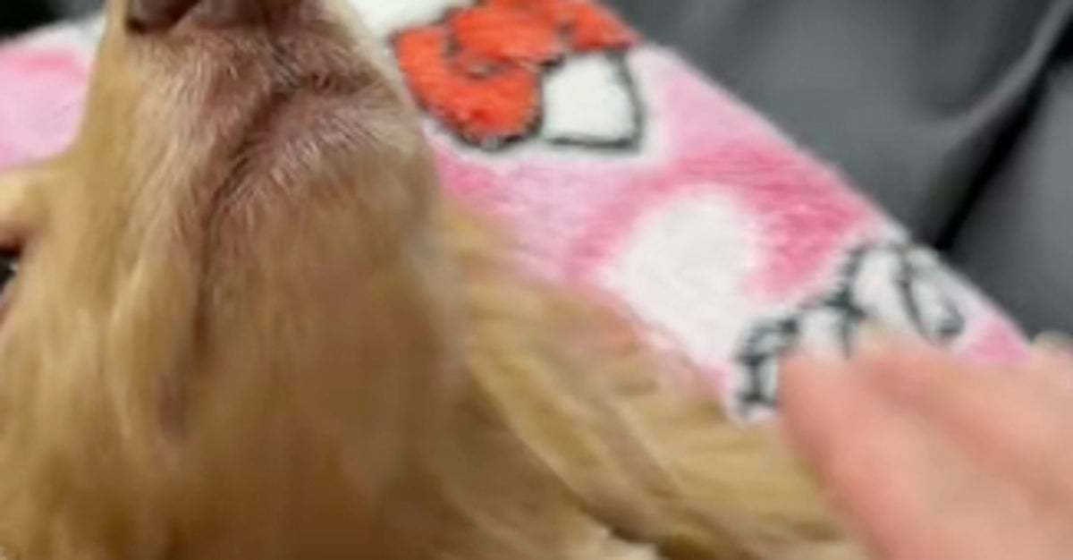 「犬がトントンで寝るわけない」と言われた飼い主⇒2匹を寝かしつけた結果…「天国ですか？」「尊すぎて苦しい」