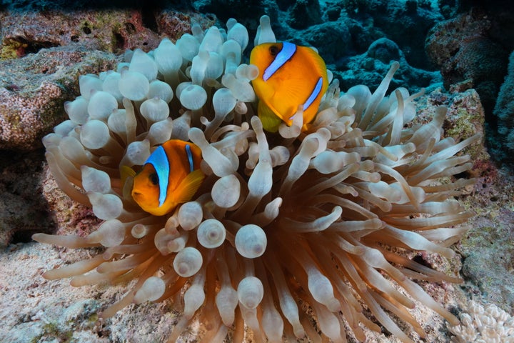 Clownfish and sea anemones, which live in a symbiotic relationship, are seen in the Red Sea, off Egypt’s coast, in 2025. 