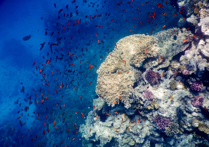 The Red Sea, seen off the coast of Sharm El-Sheikh, Egypt, is a vibrant marine ecosystem that’s critically endangered.