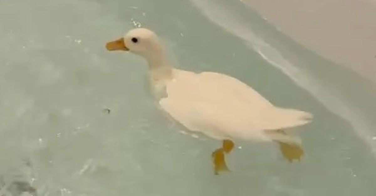 お風呂で深めにお湯を張ると…⇒全力で水遊びするアヒルに「はしゃぎっぷりすごい」「めちゃ喜んでて可愛い」