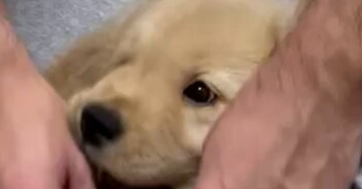 生後2カ月の子犬、1歳になった姿を比べたら…⇒驚きの成長ぶりに「まだ子犬ですって顔してる」「伸び伸び育っててw」