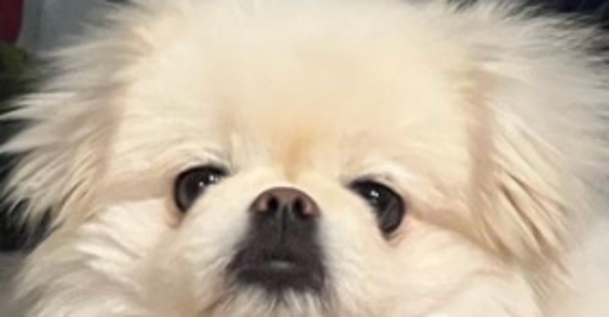 顔はこんなにかわいいのに、体は…⇒愛犬のギャップに「決して筋肉ではありません」