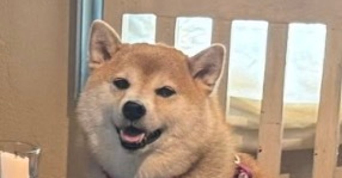 5匹の柴犬が“食卓”を囲む奇跡の一枚！⇨「凄い！みんなお利口さん」「本当に家族みたい」