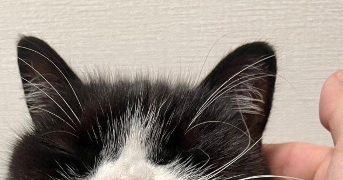 龍角散を舐めた後、愛猫に近づいたらこうなった⇨「うげぇって感じ」「そんなに臭うか…」