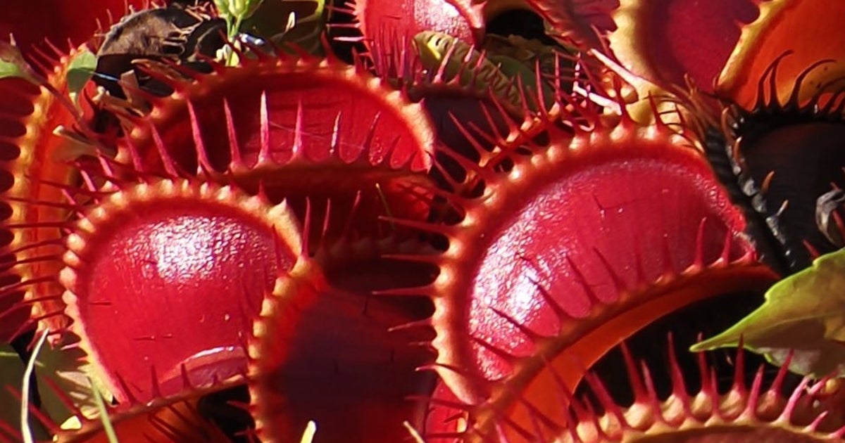 怖すぎる！食虫植物の“赤い口”で埋め尽くされた家⇨「殺気を感じる」「ハエ地獄」