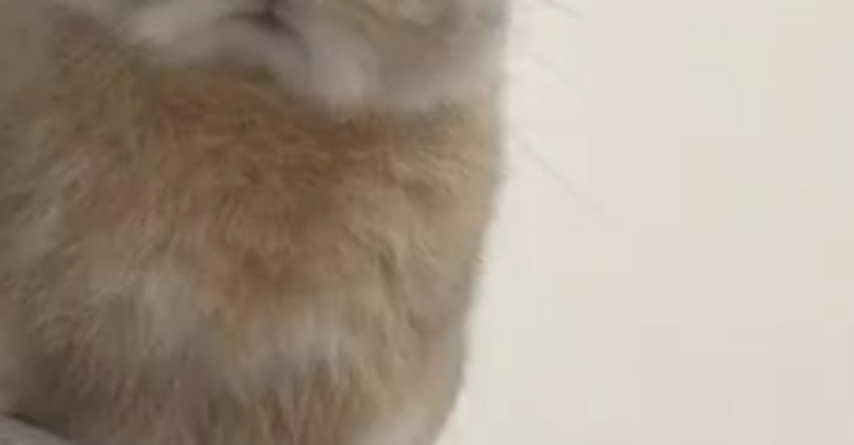 ウサギが飼い主に「許さない」と“目力で圧”をかける。そのワケは...⇨「すごい真顔」「めっちゃ怒ってる」と爆笑