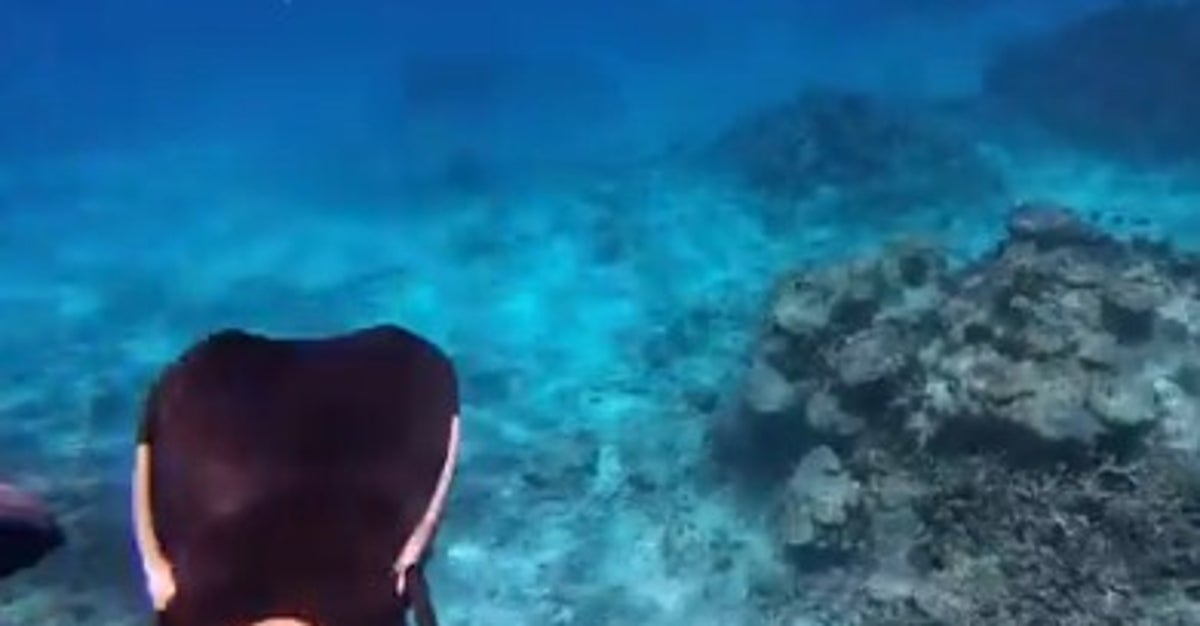 沖縄の海でシュノーケリング中、岩間から“猛毒のヘビ”が…⇨追跡される様子に「怖すぎる!」「これはパニック」の声