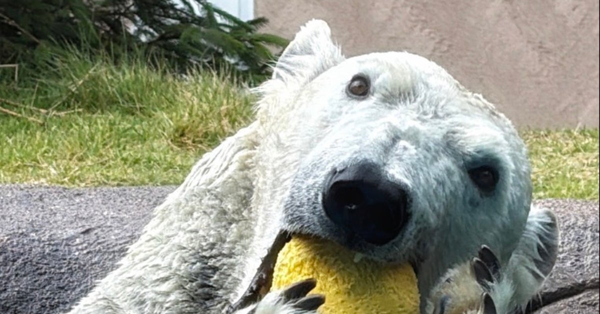 大阪・天王寺動物園のシロクマが見せた“芸人魂”に「大阪の水がそうさせるのか」「酔っ払いみたい」の声
