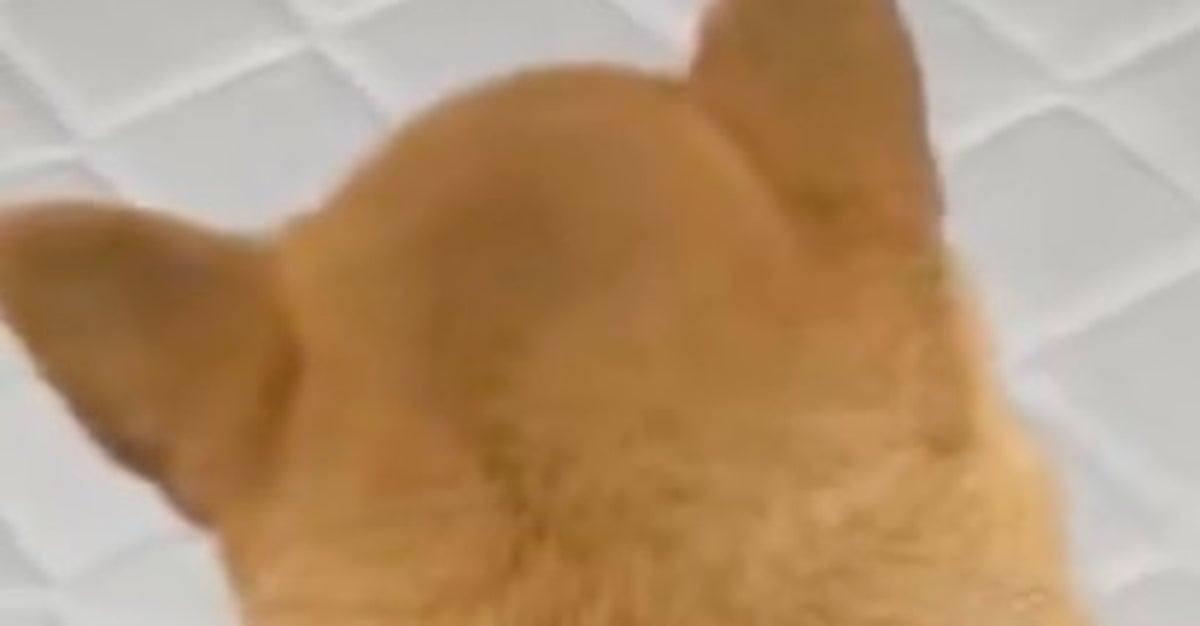 粘着ローラーでコロコロされていた柴犬⇒飼い主の“行動”に突如ブチ切れ「当たりがきついw」「下僕やん」