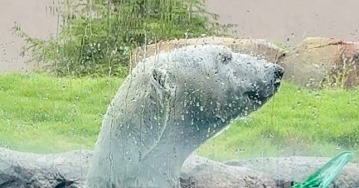 天王寺動物園のホッキョクグマ、頭と体がバラバラに…?⇒不思議な一枚に「マジックショー?」「ちょっと怖い」