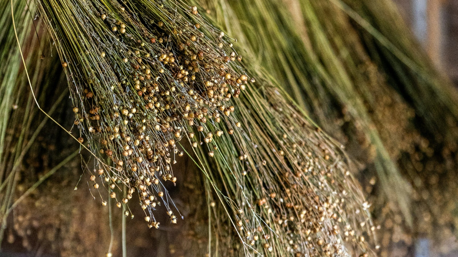 8 Health Benefits Of Flaxseeds, From Better Ageing To Bowel Health