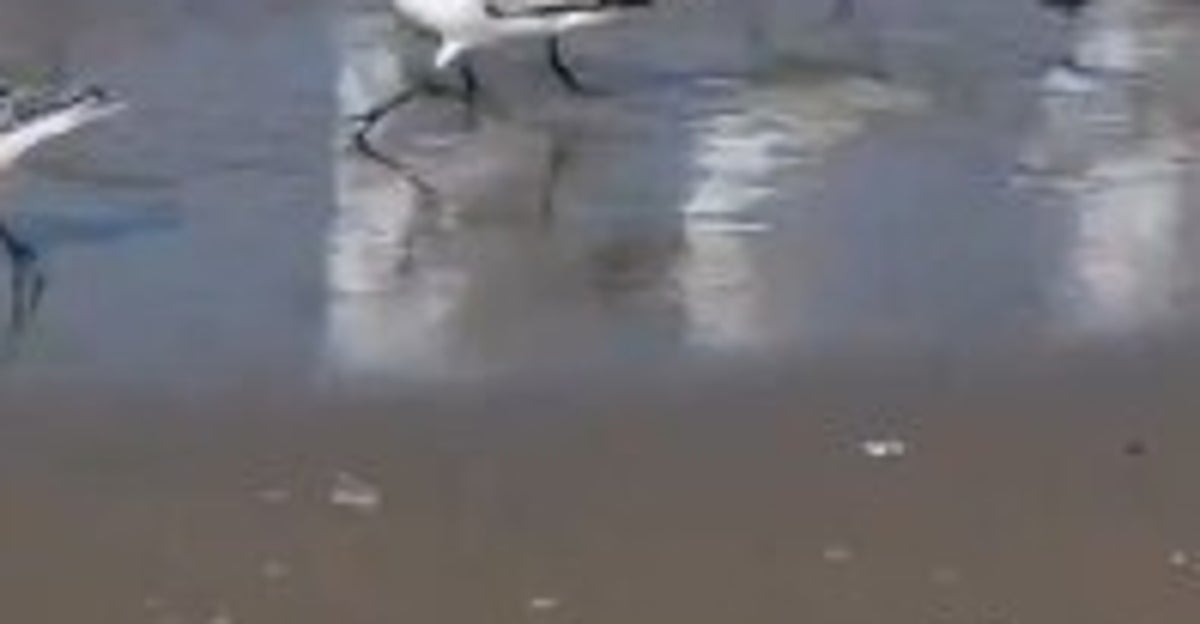 鳥の集団が波打ち際を爆走...⇒あまりの速さに「2倍速みたい」「走馬灯」と驚愕
