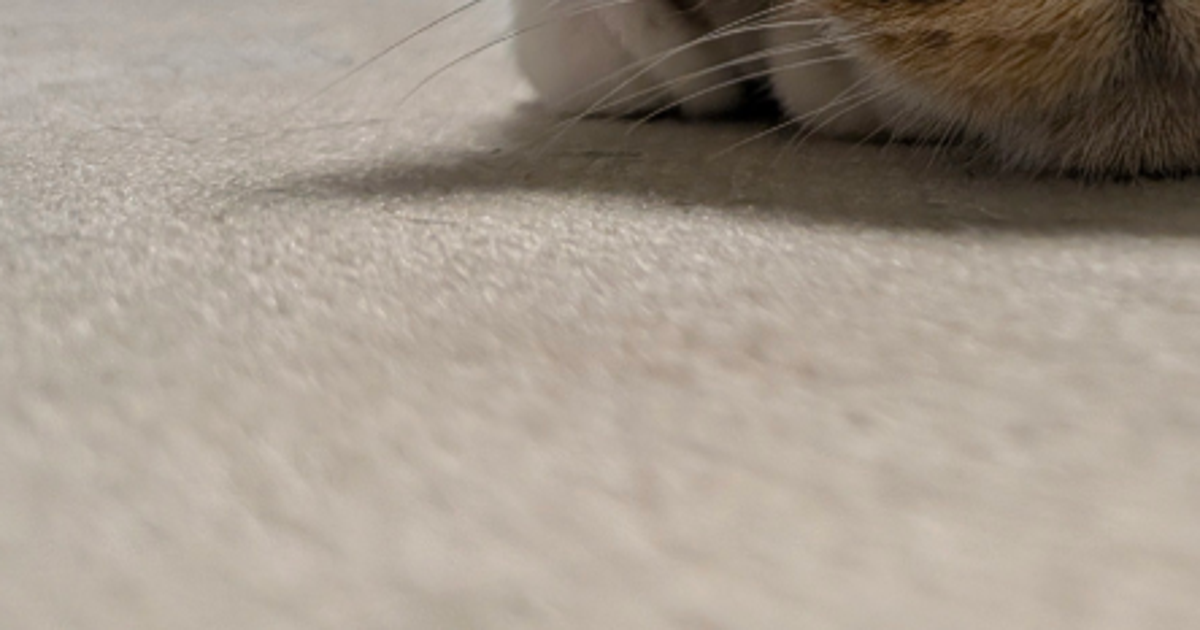 寒いからホットカーペットを出したら愛猫が「猫まんじゅう」になった⇨溶ける様子に「もうダメ」「うちも!」と爆笑