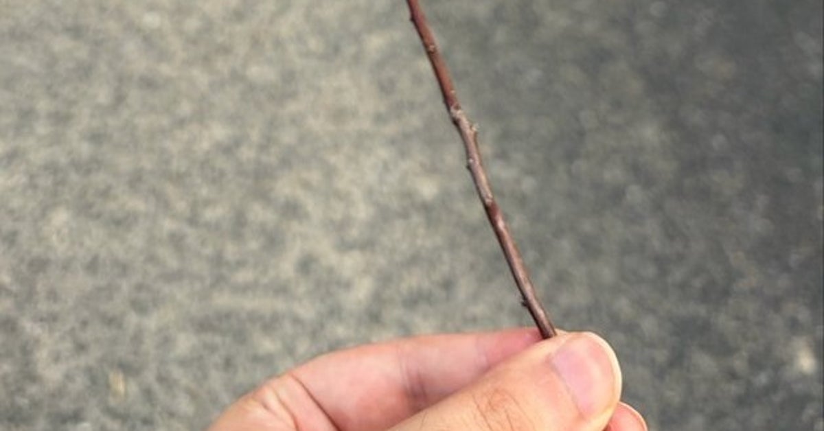 空也上人の落とし物?畑の手入れ中に拾った“物体”⇒そっくりな1枚に「六波羅蜜寺に届けなきゃ」と10万いいね