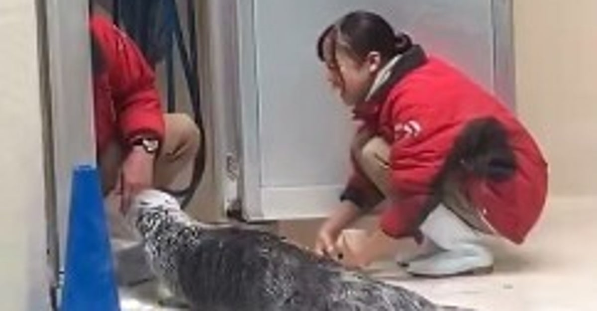 鳥羽水族館のラッコ、おやつを受け取った瞬間…“まさかの早業”に飼育員爆笑⇨「食いしん坊w」「こりゃツボる」の声