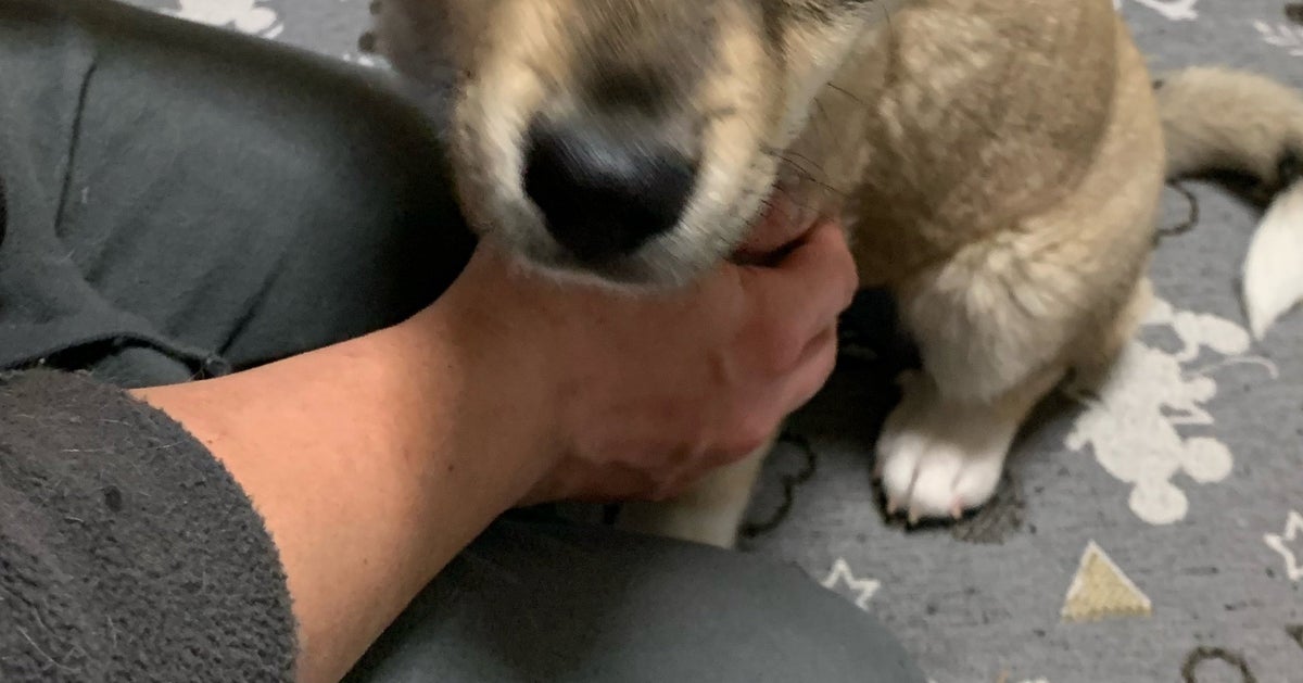 元野犬の愛犬、夫との初対面で見せた“まさかの表情”が…⇨溢れ出る感情に「凄い不信感w」「誰やねんって顔」と爆笑