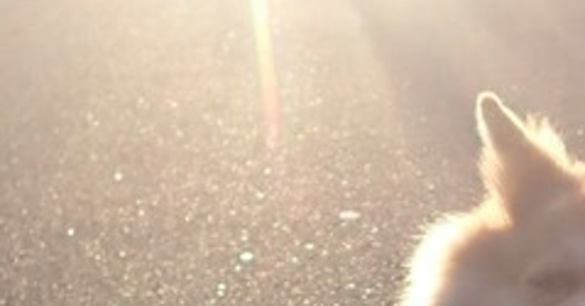 満面の笑顔で散歩を拒否する犬⇒表情と構図のギャップに「逆光がいい仕事してる」と反響