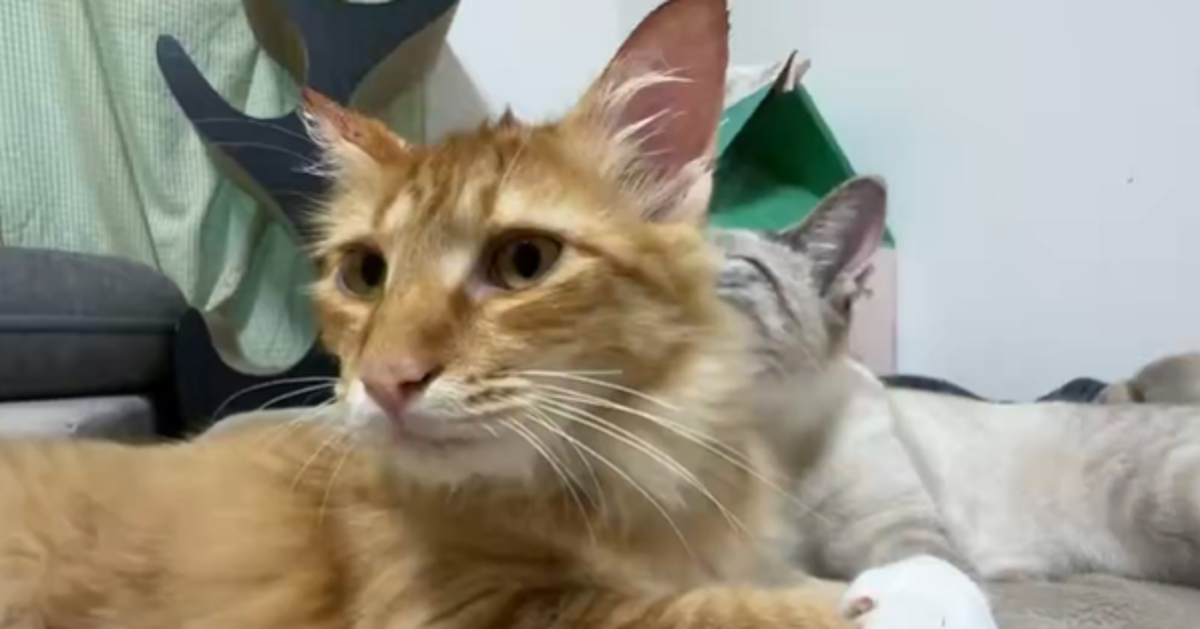 弟猫の頭をがっちりつかんで…。姉猫のハードすぎるお世話に「強力なホールドw」「途中から捕食になってる」の声