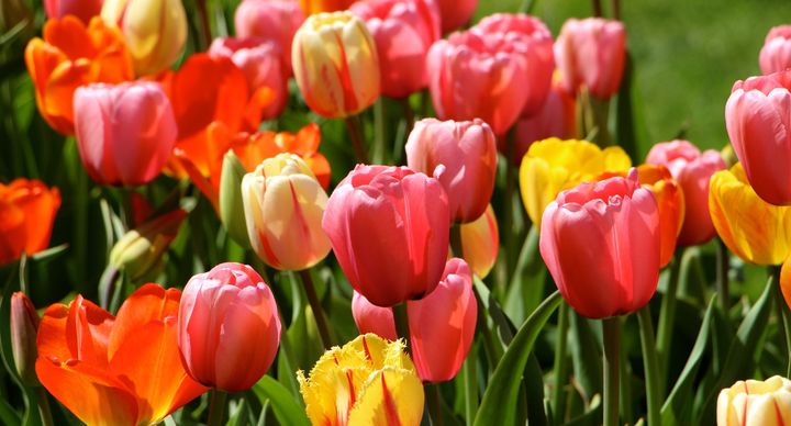 10 Spring Flower Names Beyond The Classic Lily And Rose | HuffPost