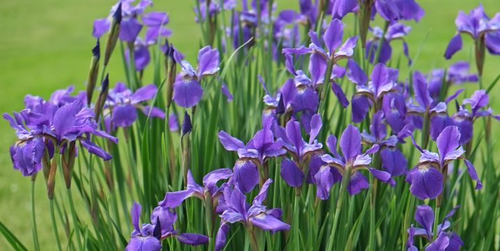 13 Gorgeous Flower Names For Spring Babies | HuffPost