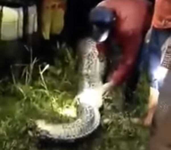 Missing Indonesian Man's Body Found Inside Massive Python | HuffPost