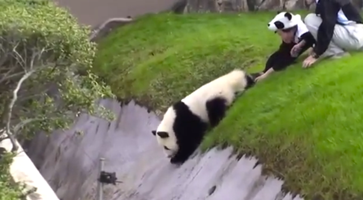 We Need To Talk About This Weird Panda Video