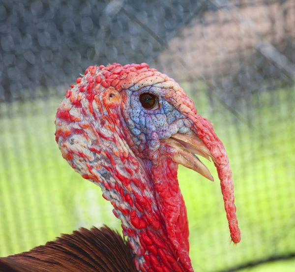 Behold The Majesty Of The Turkey | HuffPost