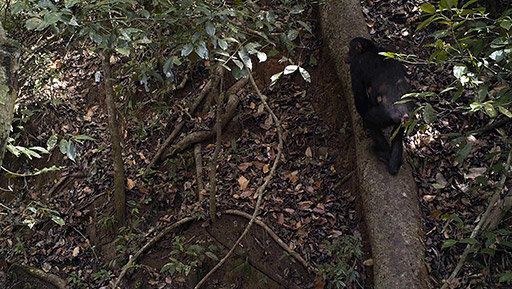 A Rare Look At What's Lurking In South Sudan's Remote Forests