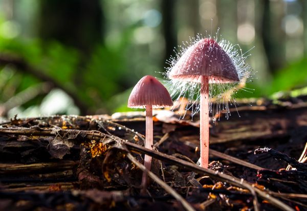 These Photos Of Mushrooms Will Make You Feel Like You're Tripping ...