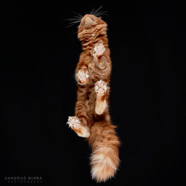 Photos Of Cats From Underneath Are 'A-meow-zing'! | HuffPost