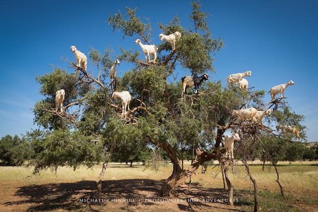 The Luxurious Poop From These Tree-Climbing Goats Produces Argan Oil