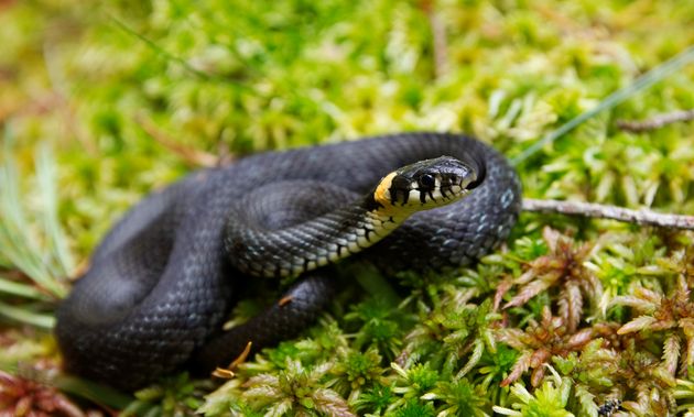 Hampstead Heath Grass Snake Population Spikes Around Bird Sanctuary Pond